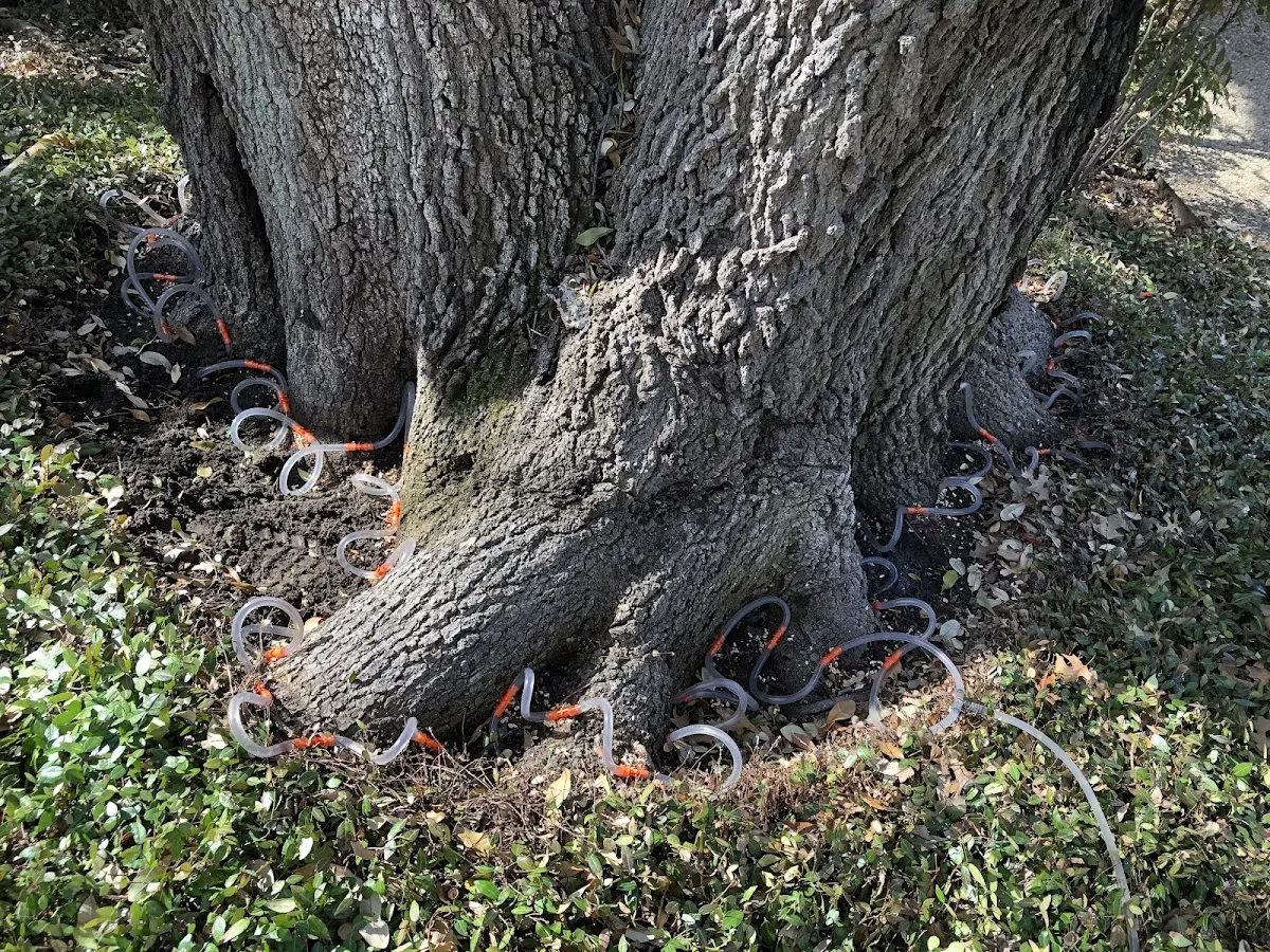 Detailed Tree Cabling and Bracing job site in Sierra Vista