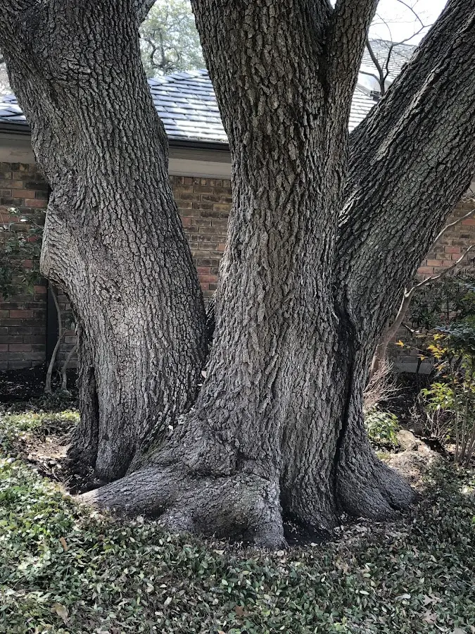 Mature heritage tree close to a Sierra Vista property cared for by certified arborists